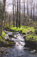 Flood Brook - Photo by Rolf Anderson