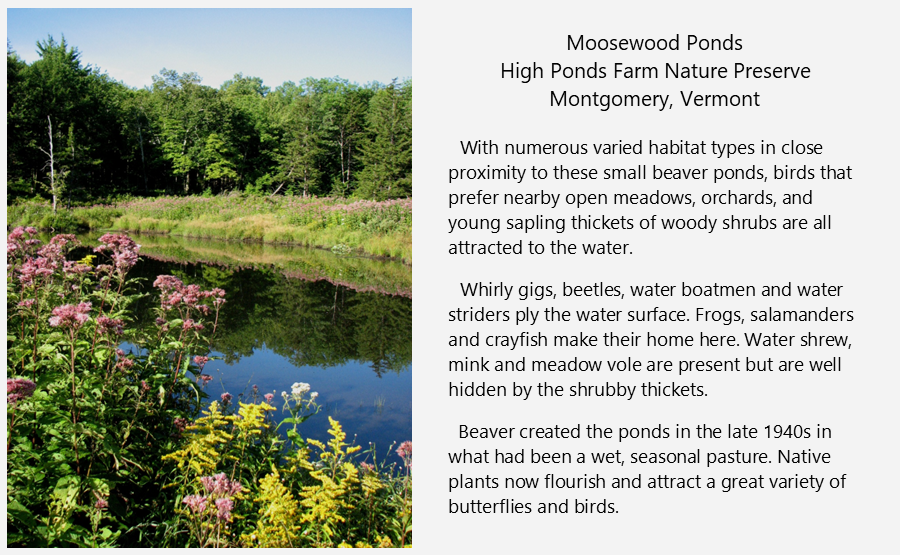 Beaver ponds are attractive to diverse animal species, montgomery, vermont