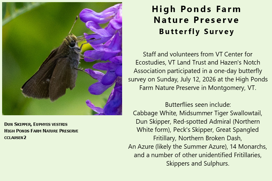 butterfly survey-high-ponds-farm-nature-preserve, montgomery, vermont